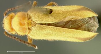 Media type: image;   Entomology 29834 Aspect: habitus dorsal view